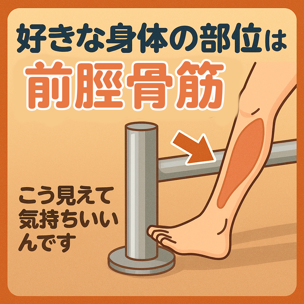 好きな身体の部位は、前脛骨筋(ぜんけいこつきん)です。えっ、どこ?って思いましたよね?