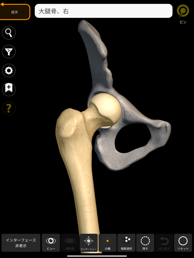 大腿骨 3Dアトラス