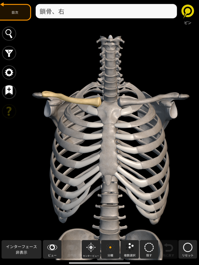 鎖骨 3Dアトラス