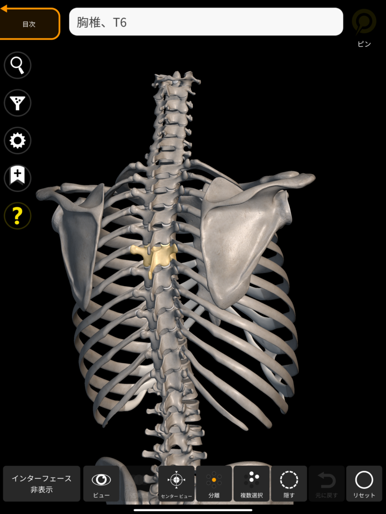 胸椎 3Dアトラス