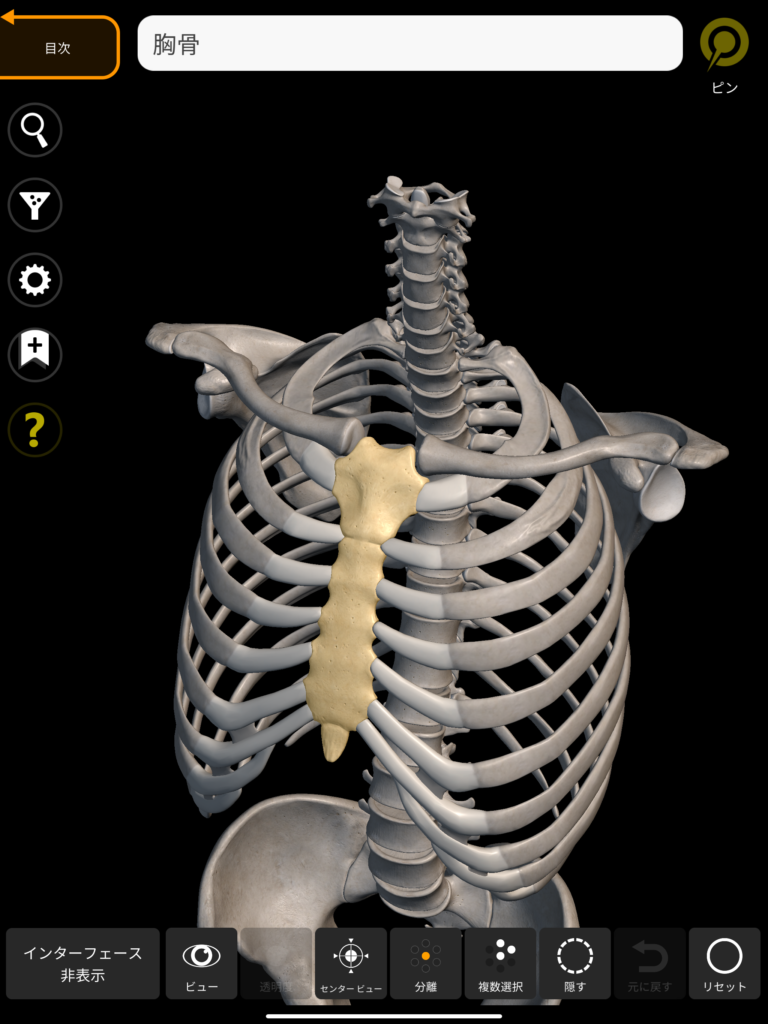 胸骨 3Dアトラス