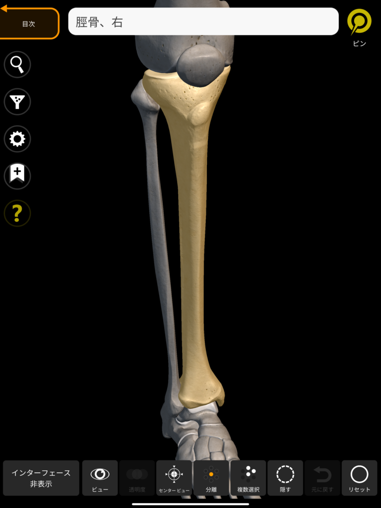 脛骨 3Dアトラス